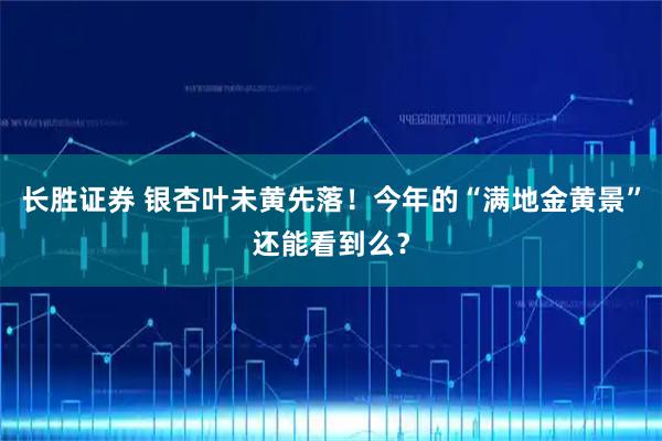 长胜证券 银杏叶未黄先落！今年的“满地金黄景”还能看到么？
